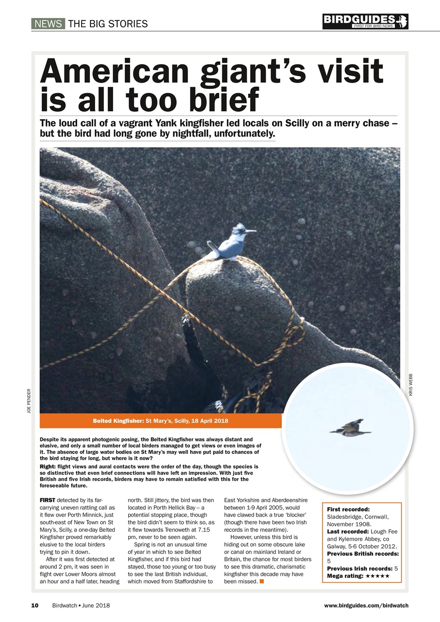 Birdwatch Magazine Preview Pages