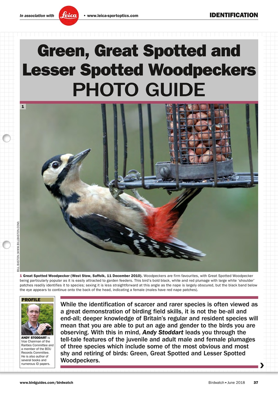 Birdwatch Magazine Preview Pages