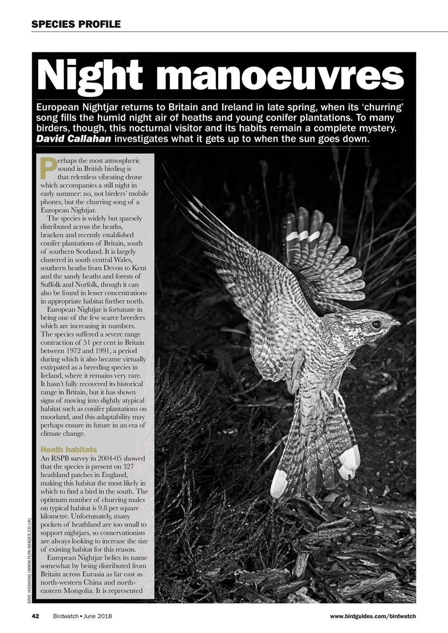 Birdwatch Magazine Preview Pages