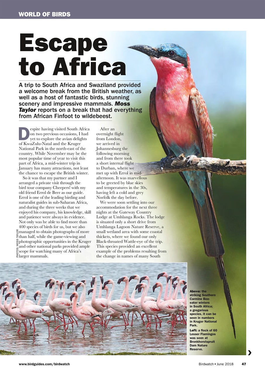Birdwatch Magazine Preview Pages