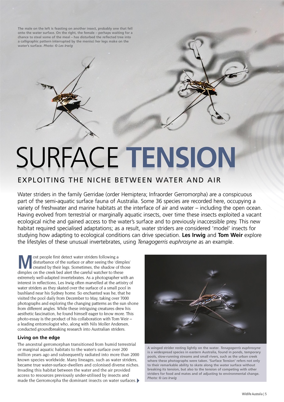 Wildlife Australia Preview Pages