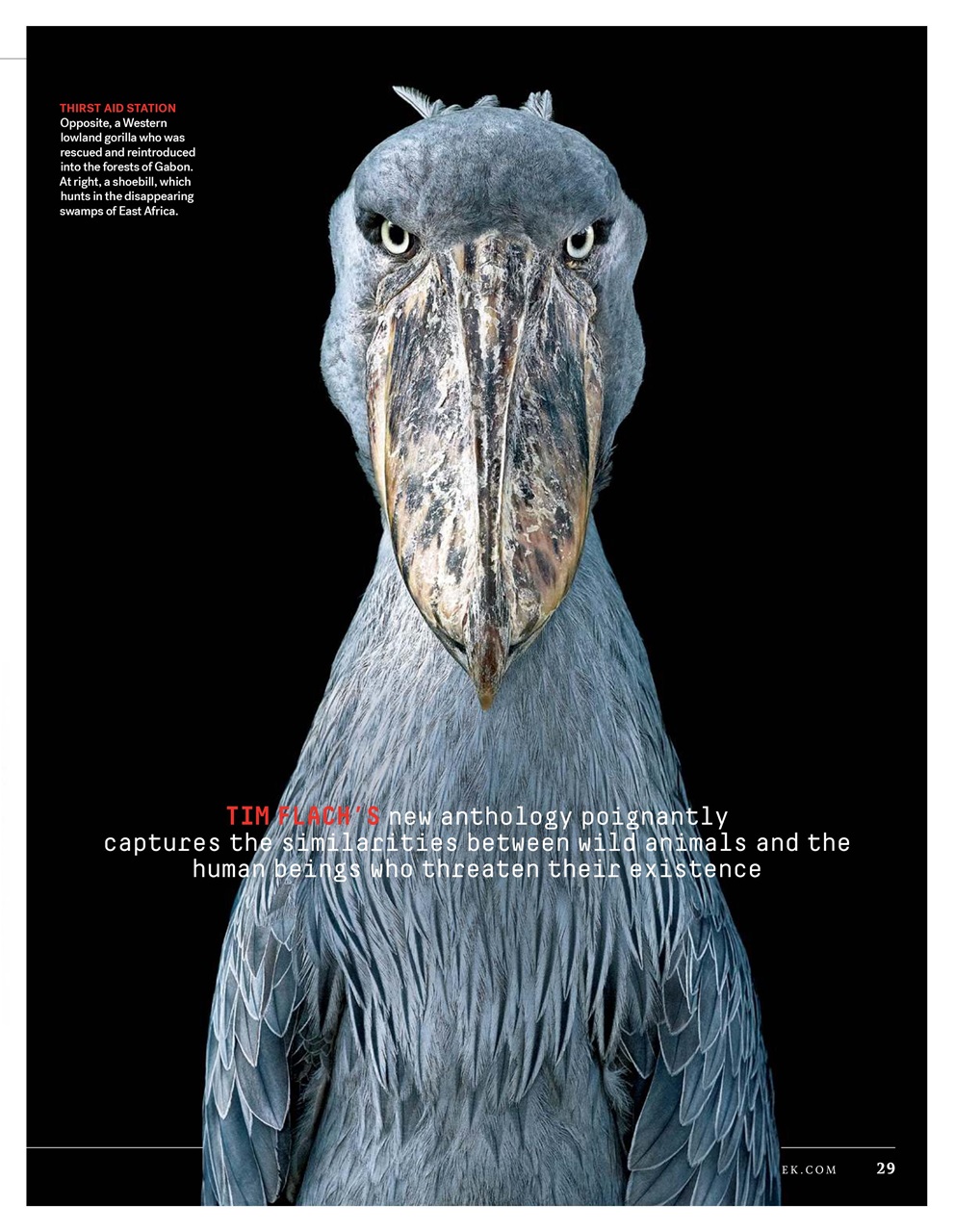 Newsweek International Preview Pages