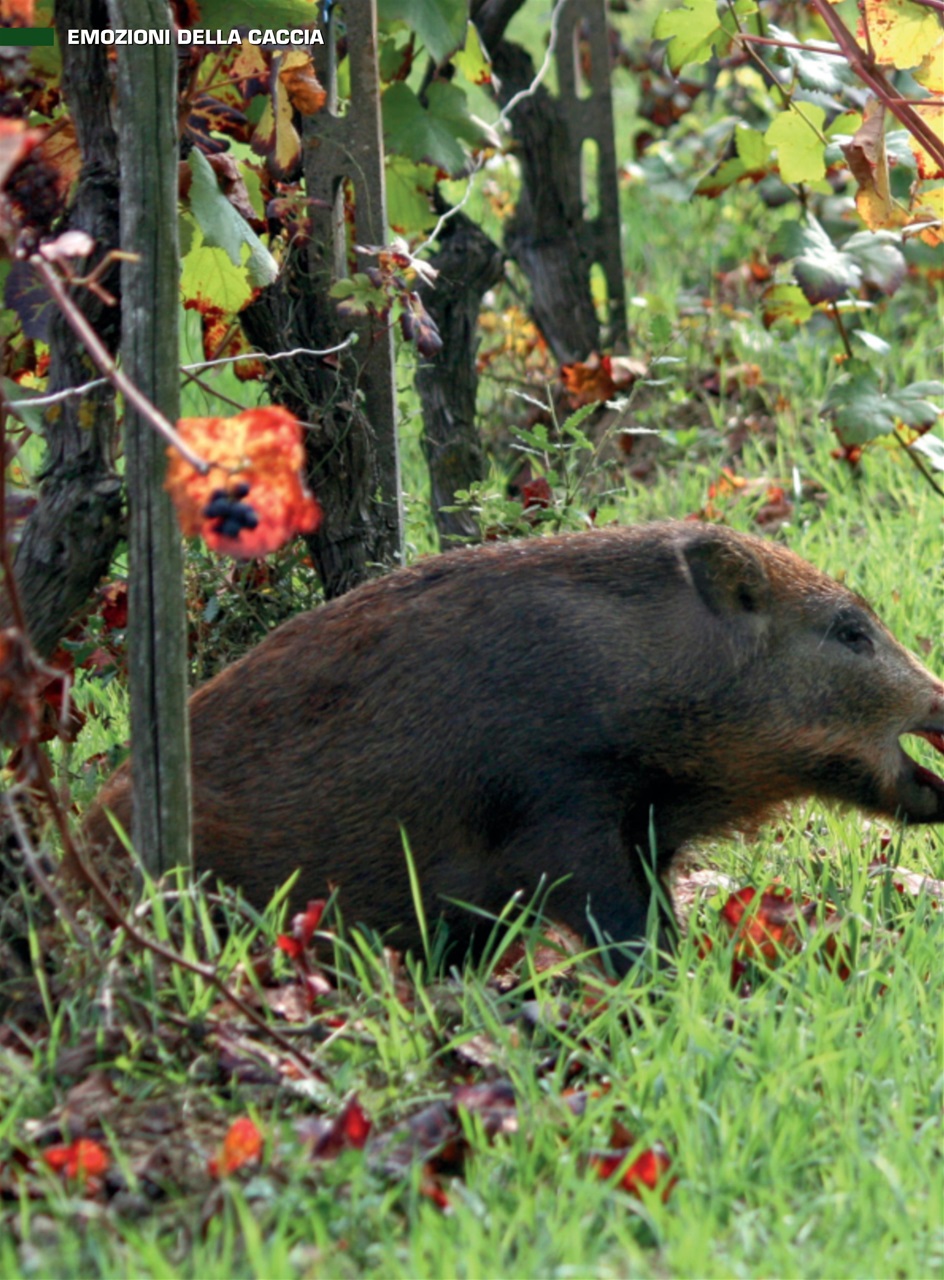 IL CINGHIALE CHE PASSIONE Preview Pages