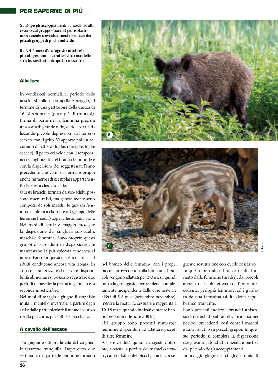 IL CINGHIALE CHE PASSIONE Preview Pages