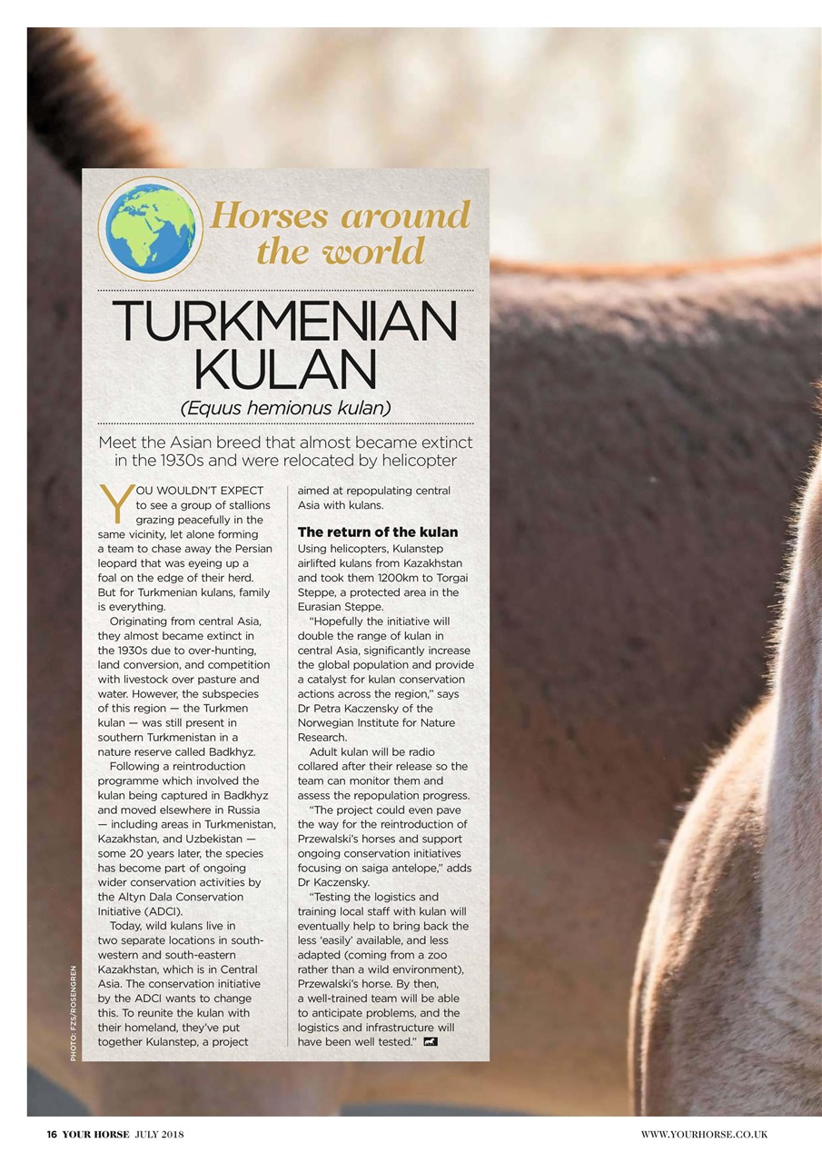 Your Horse Preview Pages