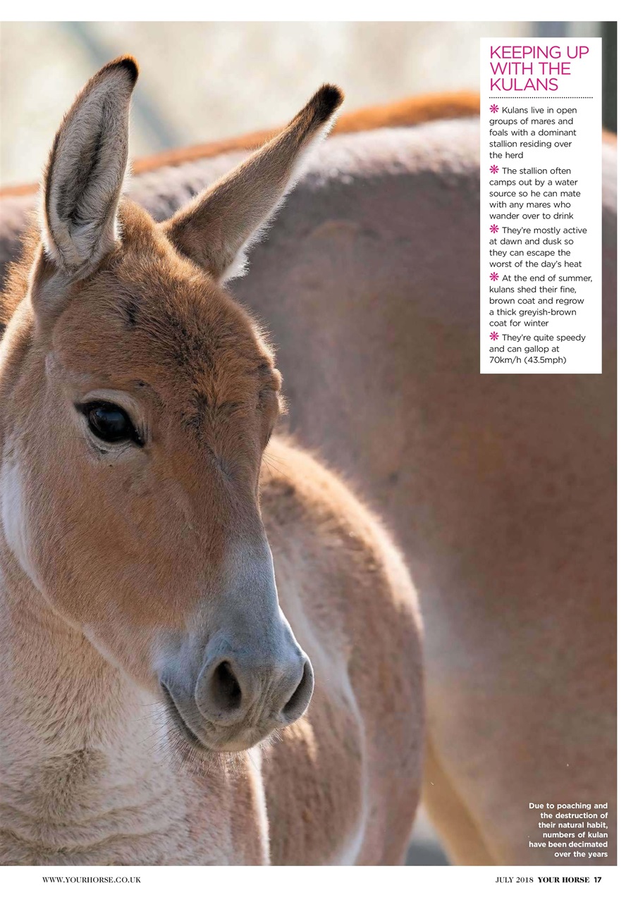 Your Horse Preview Pages