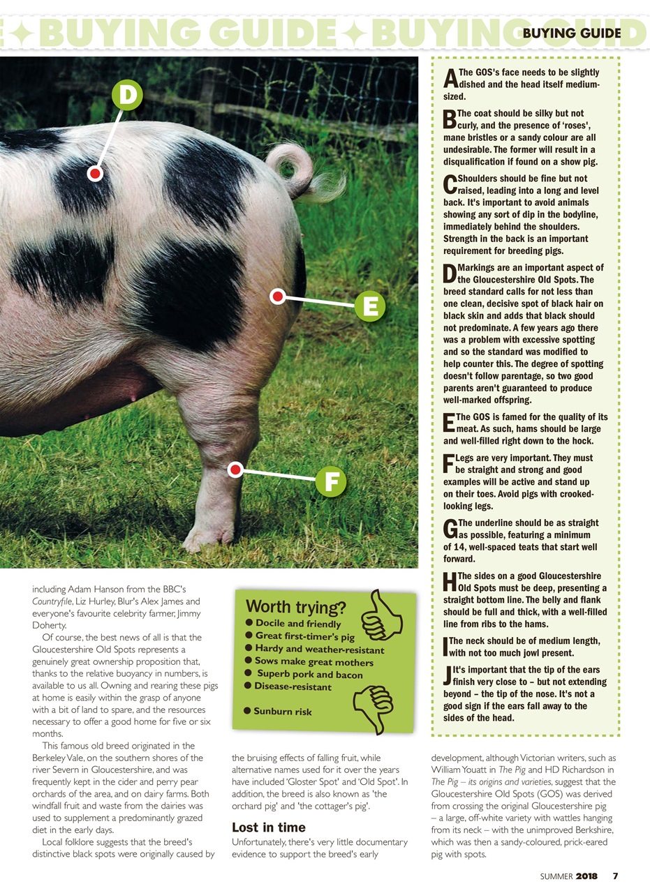 Practical Pigs Preview Pages