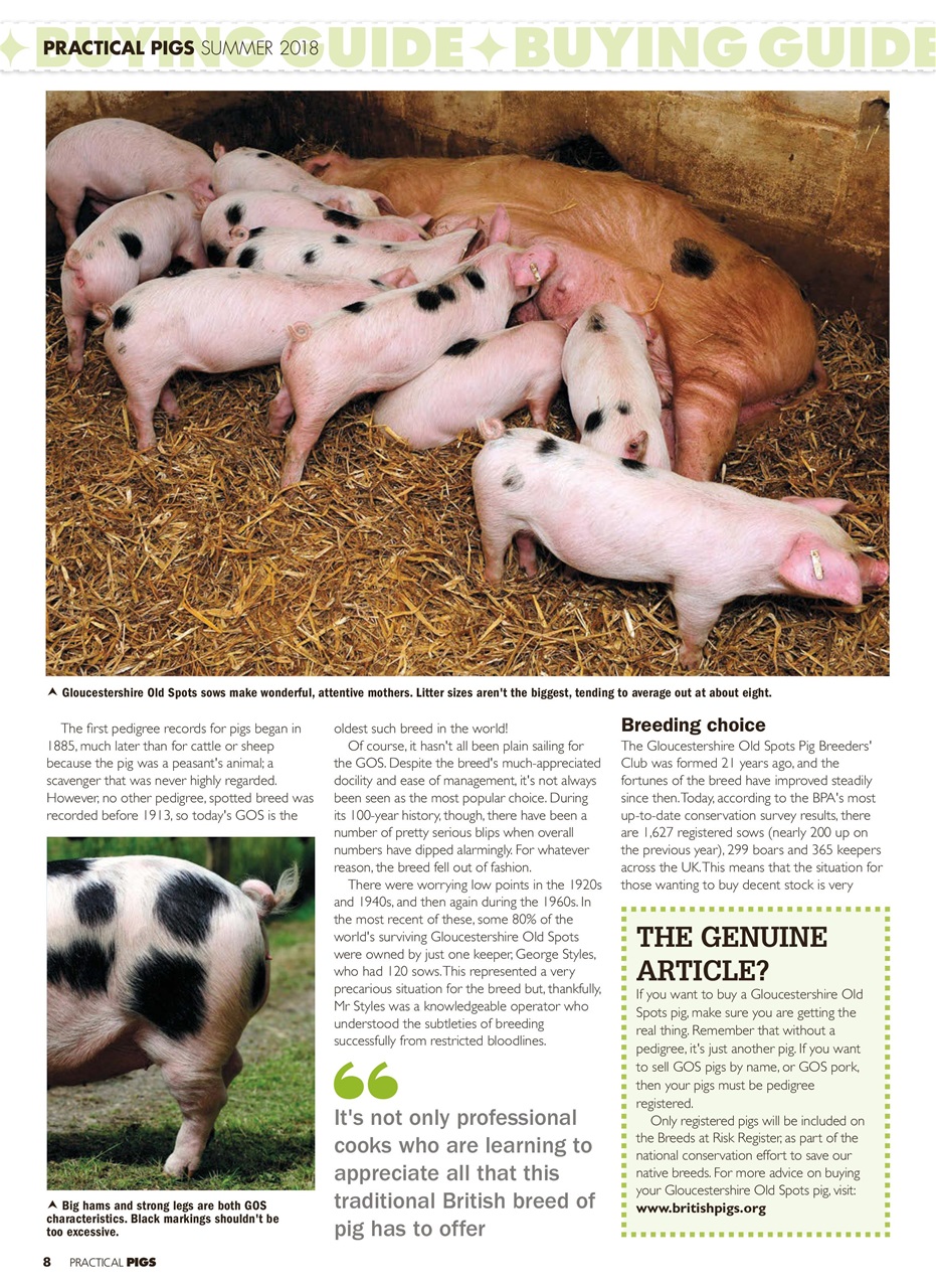 Practical Pigs Preview Pages