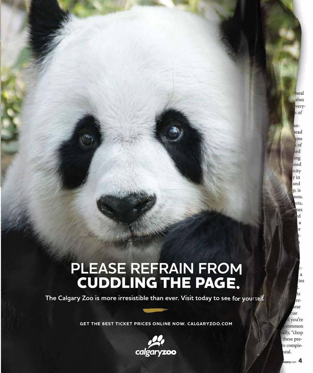 Avenue Calgary Preview Pages