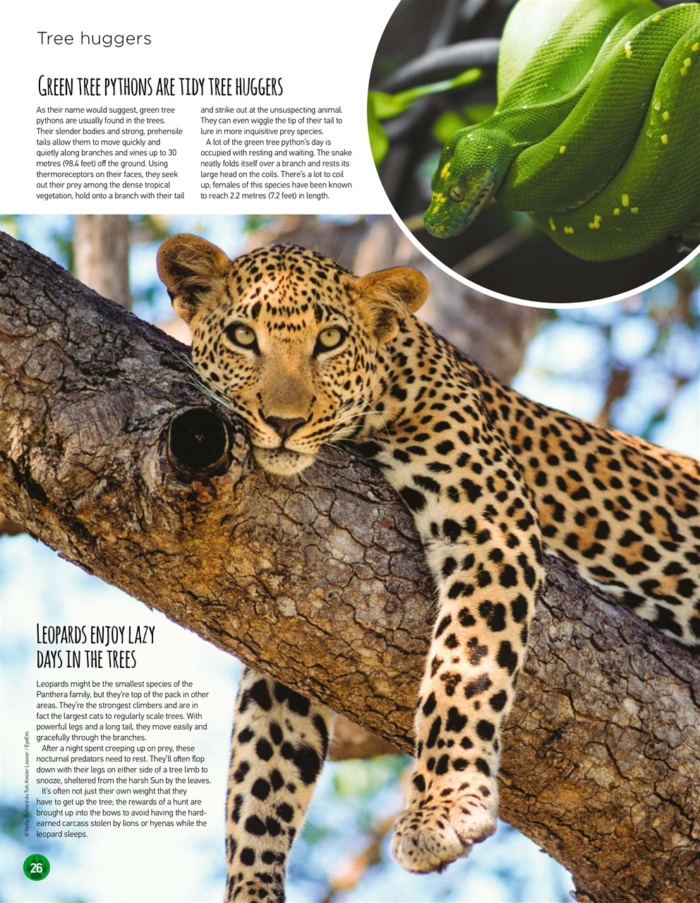 World of Animals Preview Pages