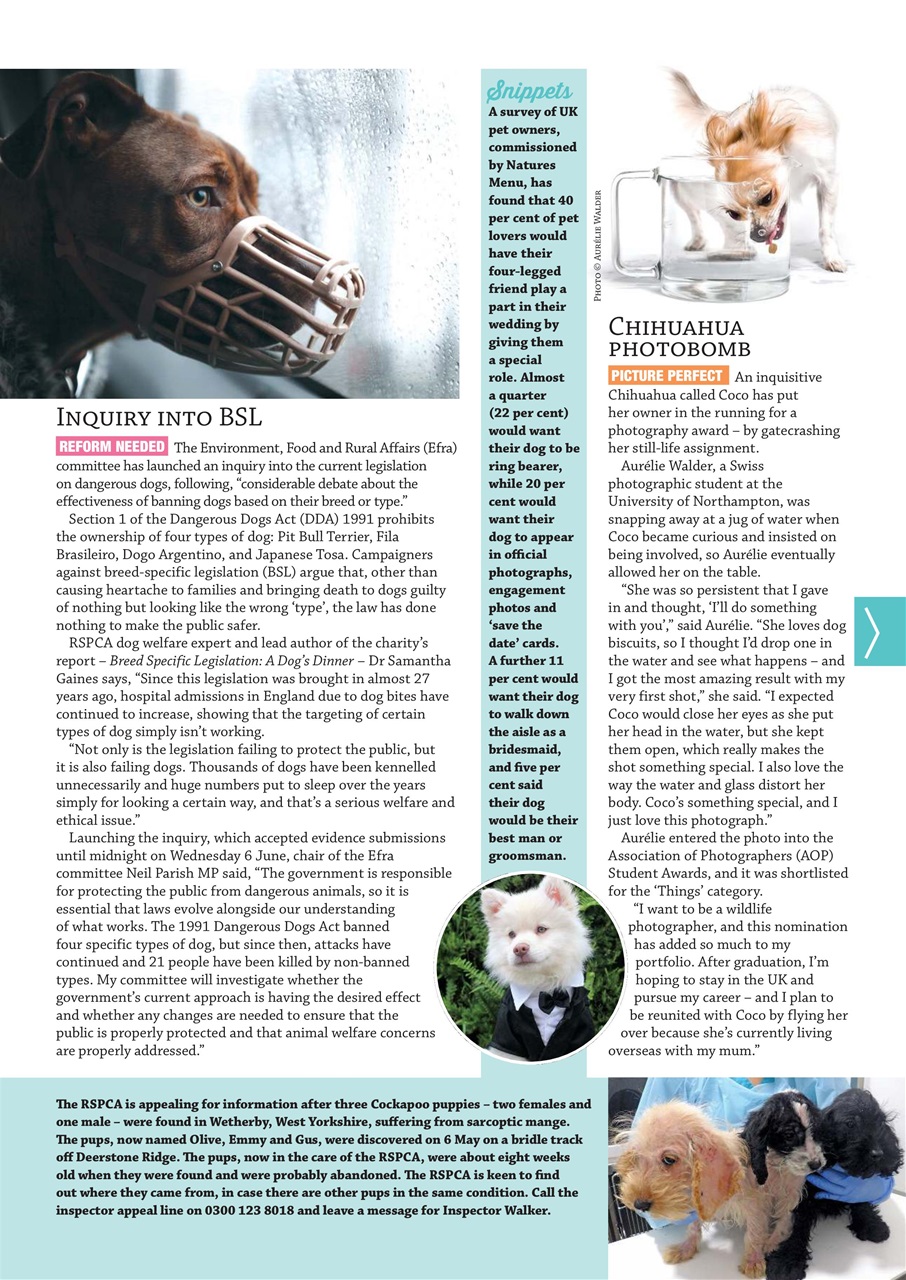 Dogs Monthly Preview Pages