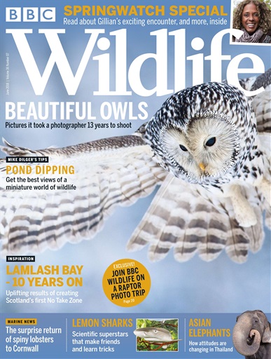 BBC Wildlife Magazine issue 