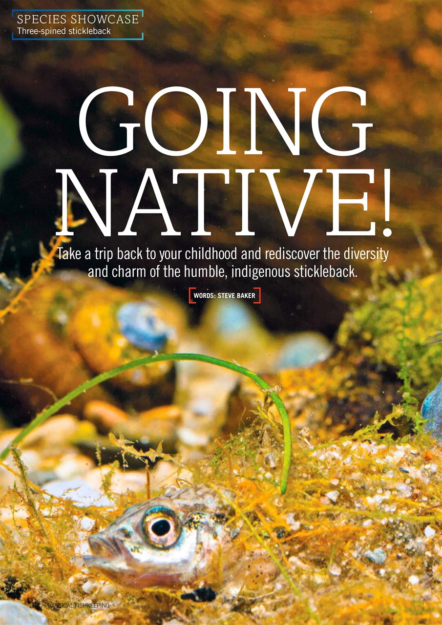 Practical Fishkeeping Preview Pages