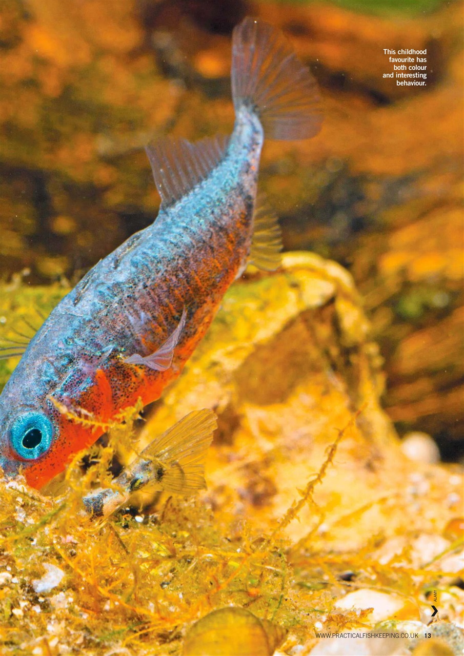 Practical Fishkeeping Preview Pages