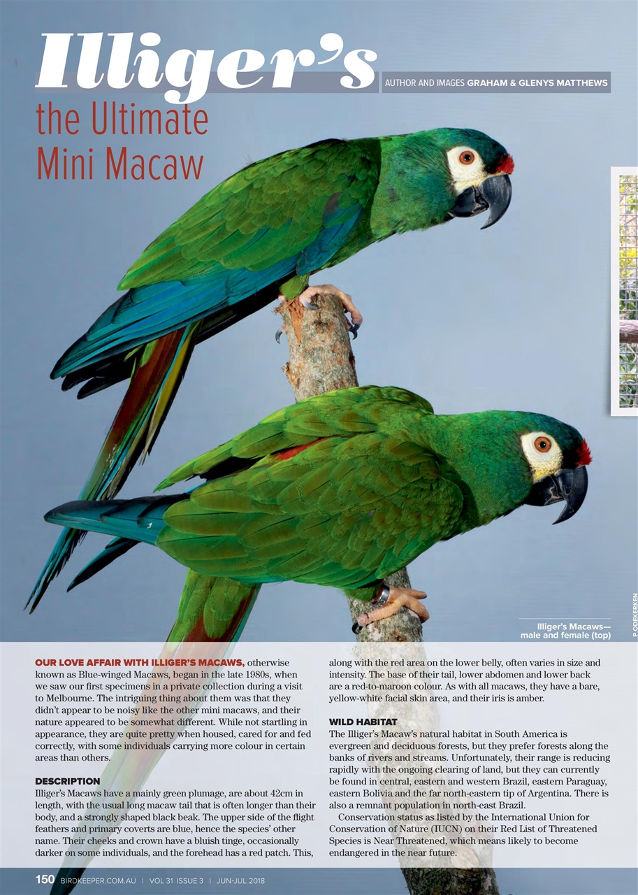 Australian Birdkeeper Magazine Preview Pages