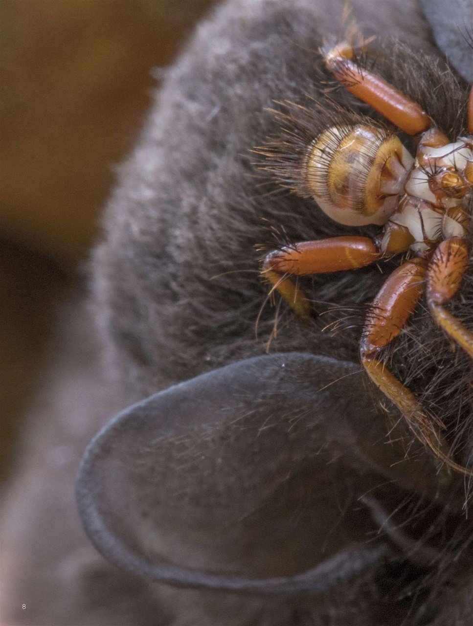 BBC Science Focus Magazine Preview Pages