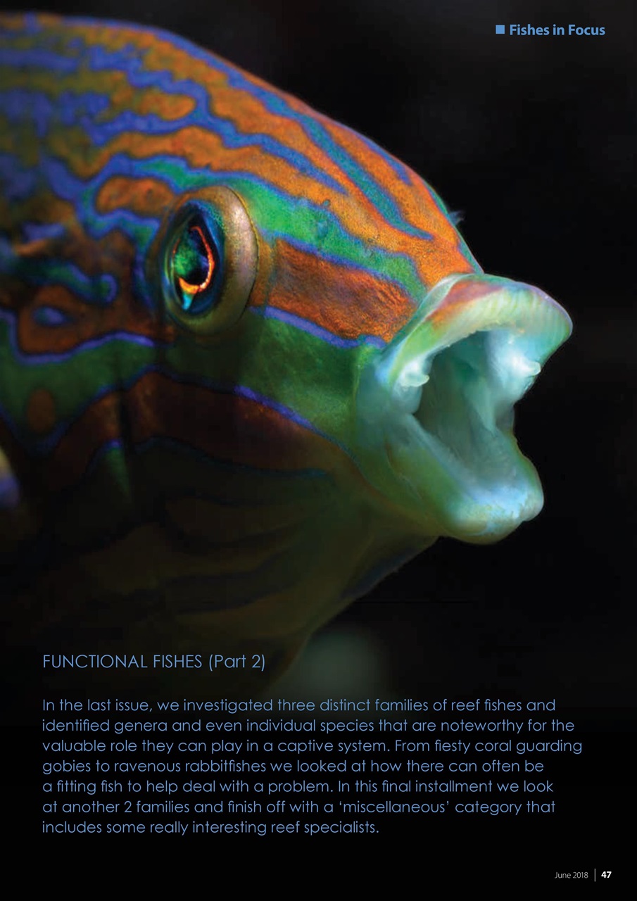 UltraMarine Magazine Preview Pages