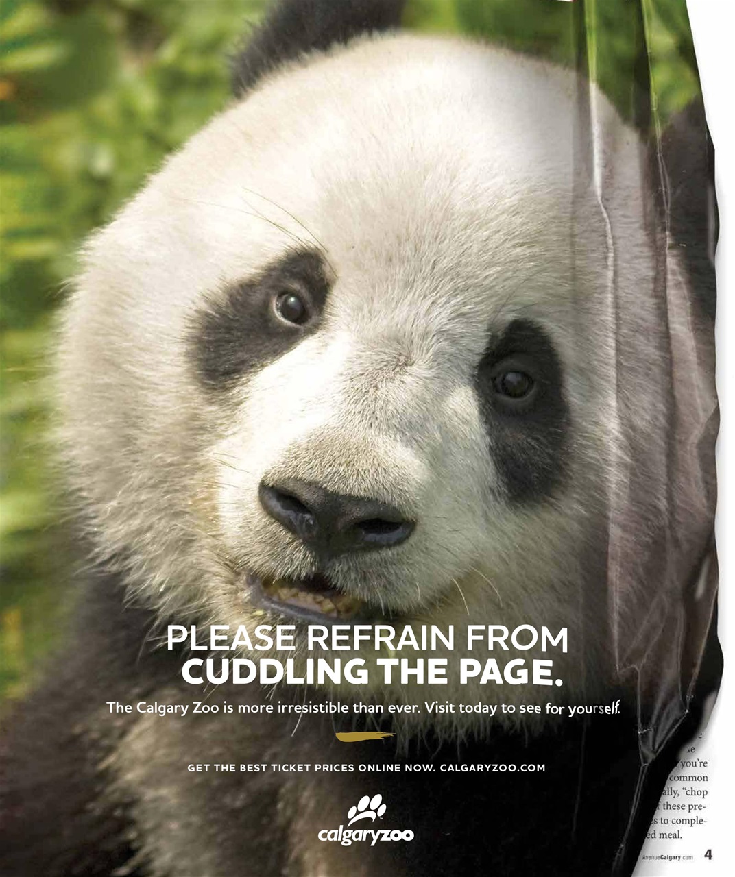 Avenue Calgary Preview Pages