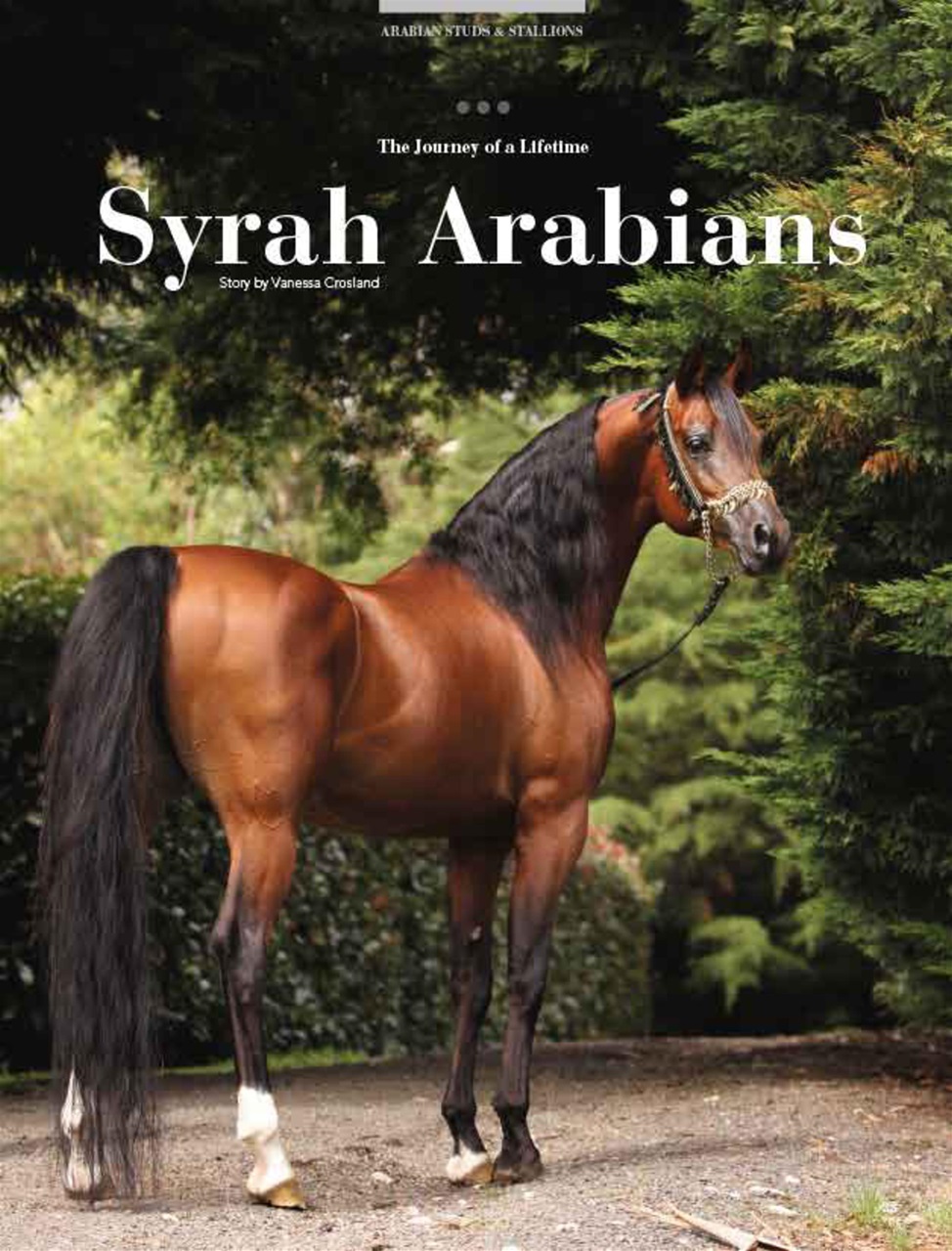 Arabian Studs & Stallions Preview Pages