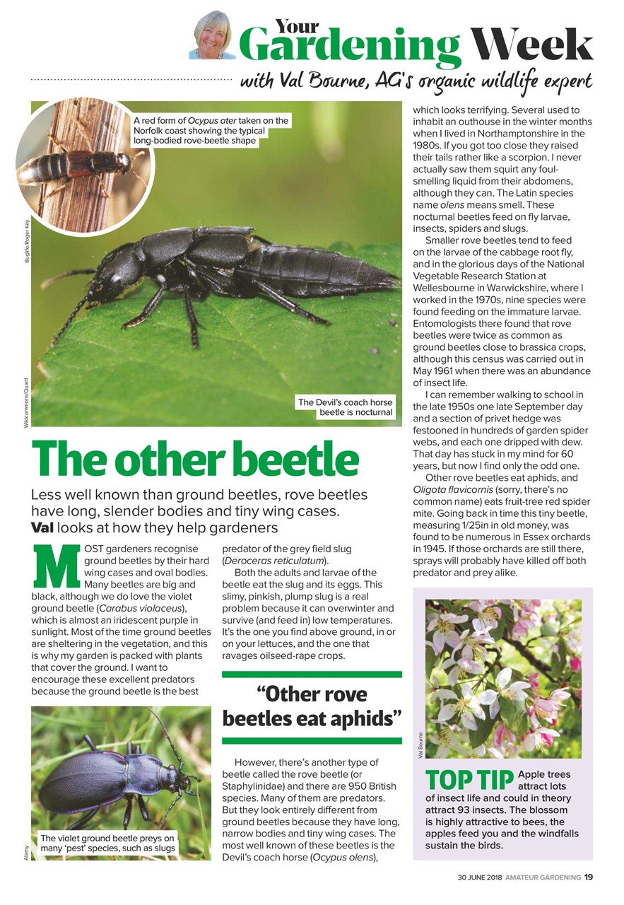 Amateur Gardening Preview Pages