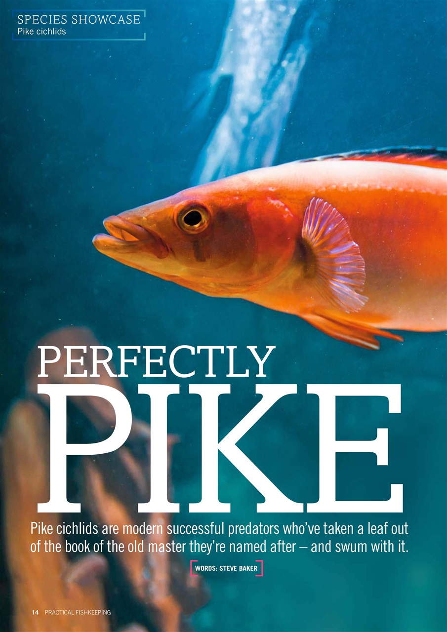 Practical Fishkeeping Preview Pages