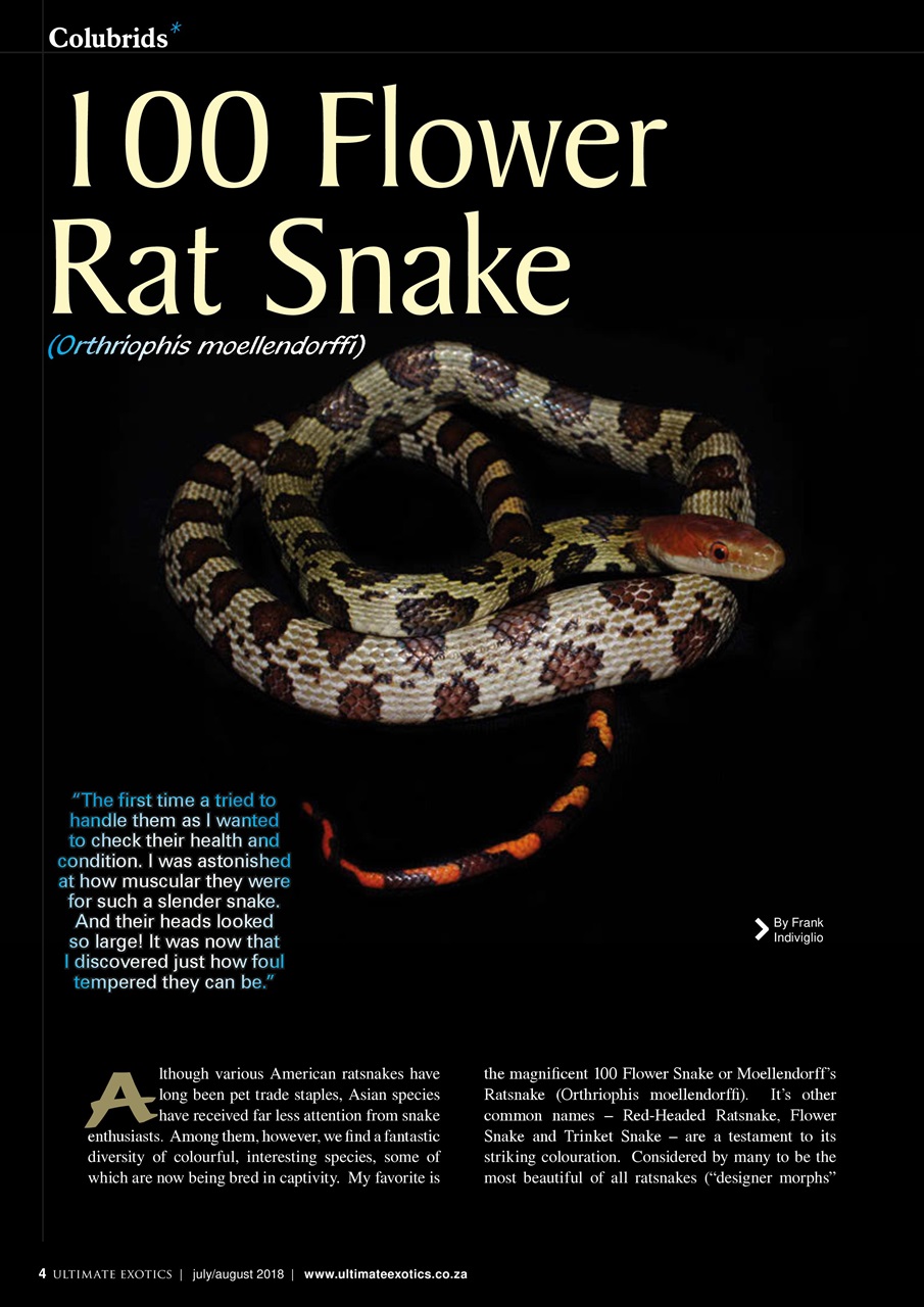 Ultimate Exotics Preview Pages