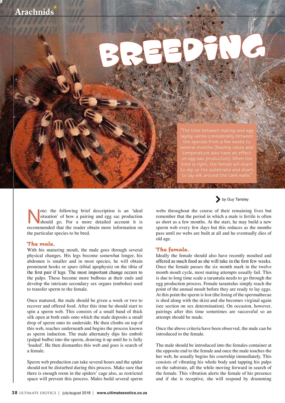 Ultimate Exotics Preview Pages