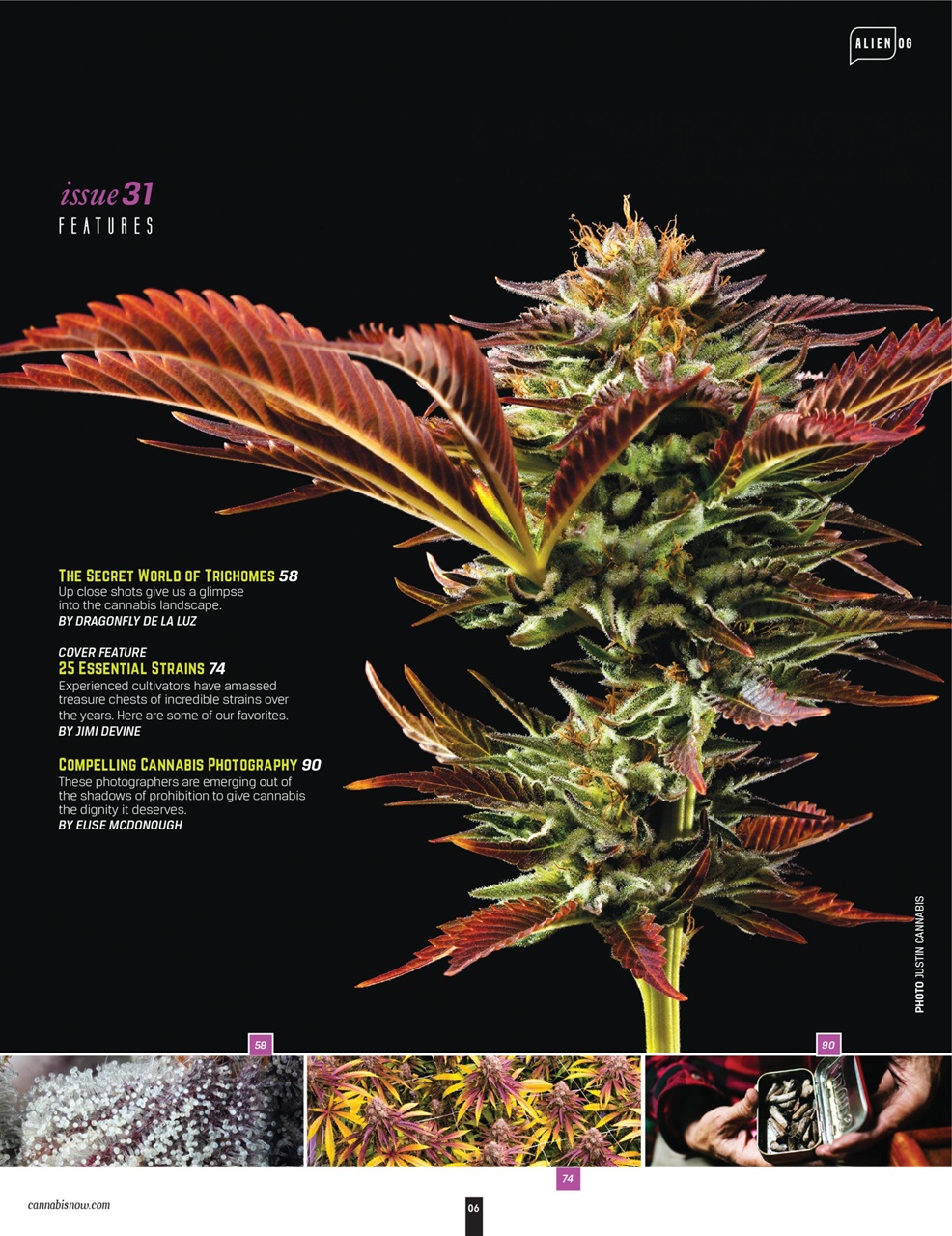 Cannabis Now Preview Pages