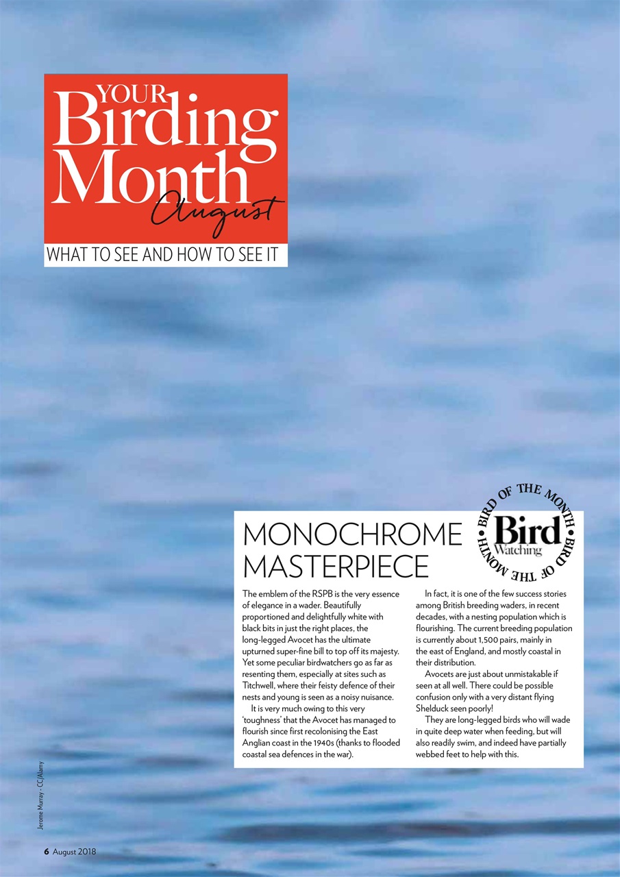 Bird Watching Preview Pages