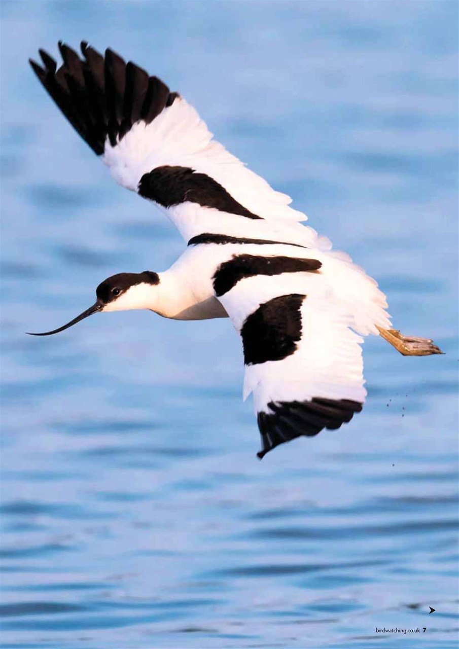 Bird Watching Preview Pages