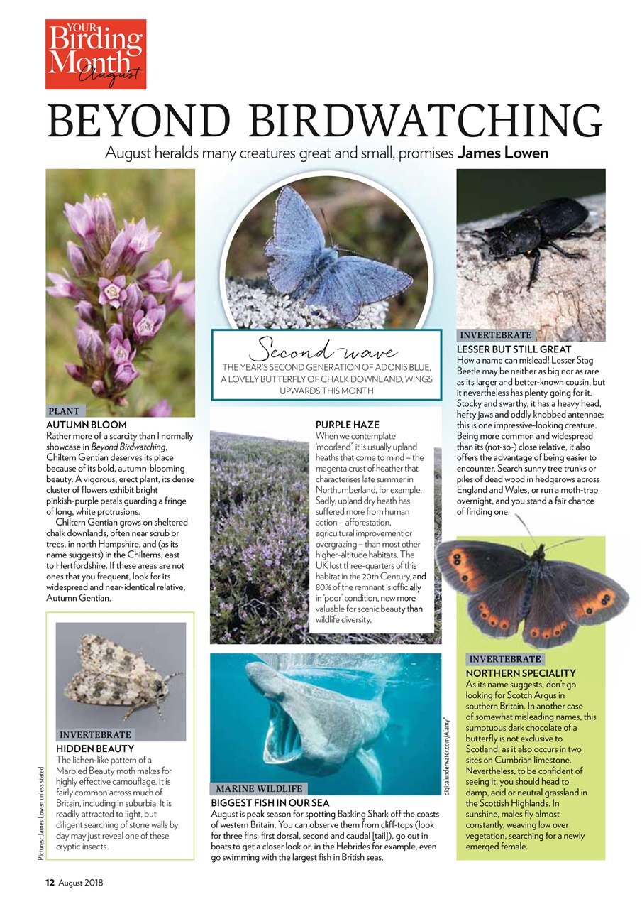 Bird Watching Preview Pages