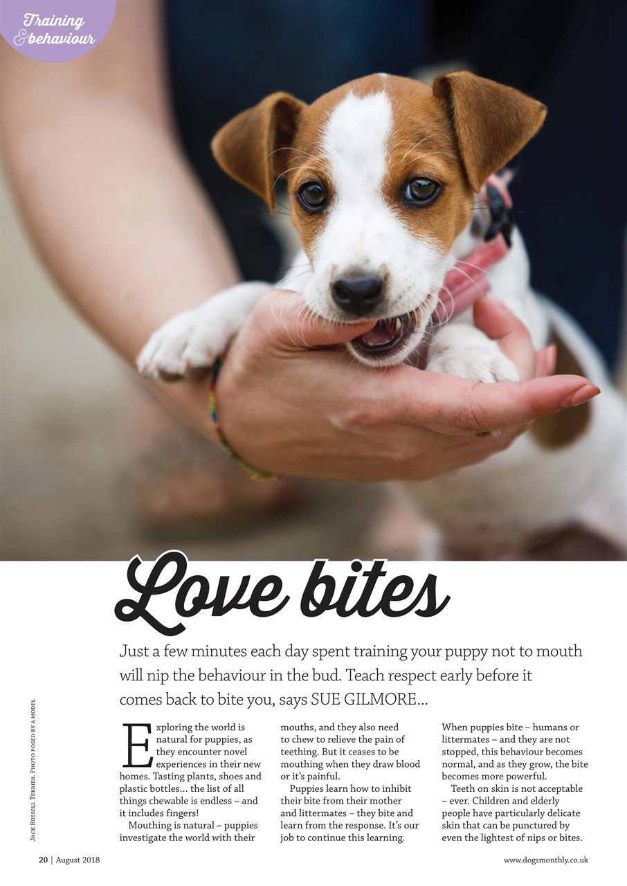 Dogs Monthly Preview Pages