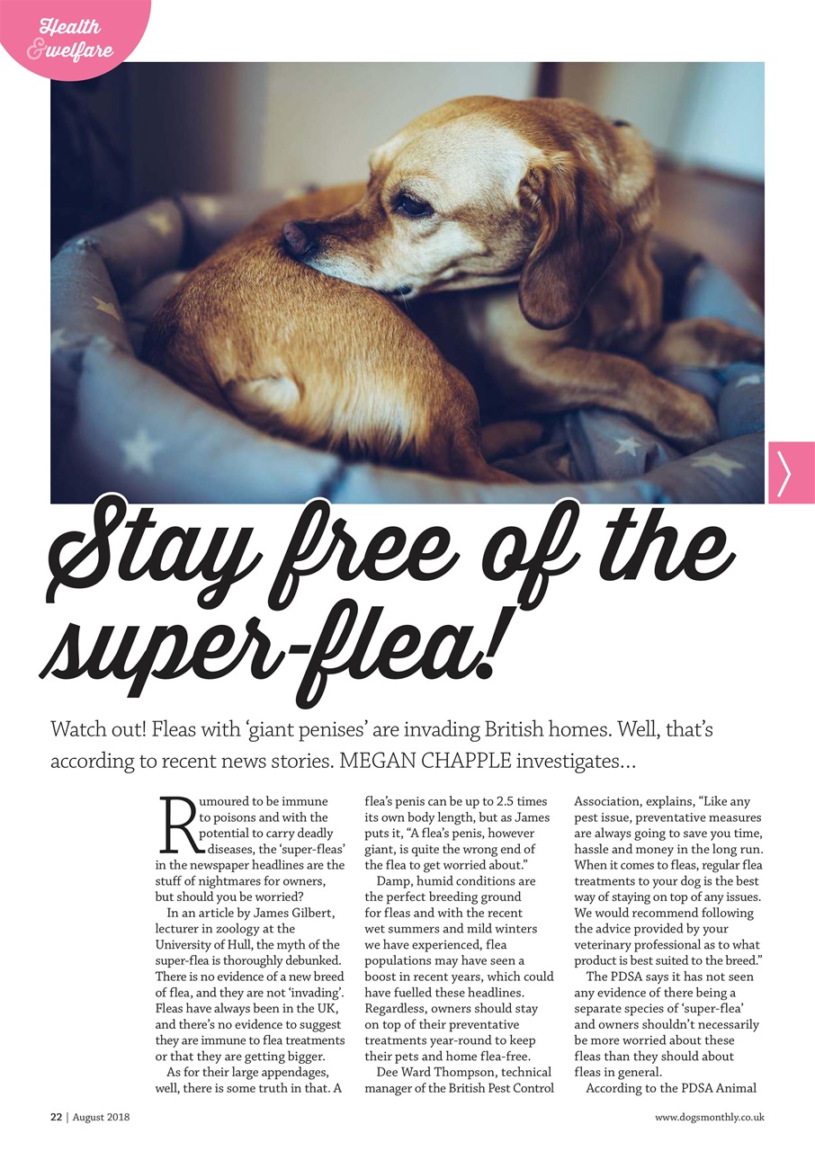 Dogs Monthly Preview Pages