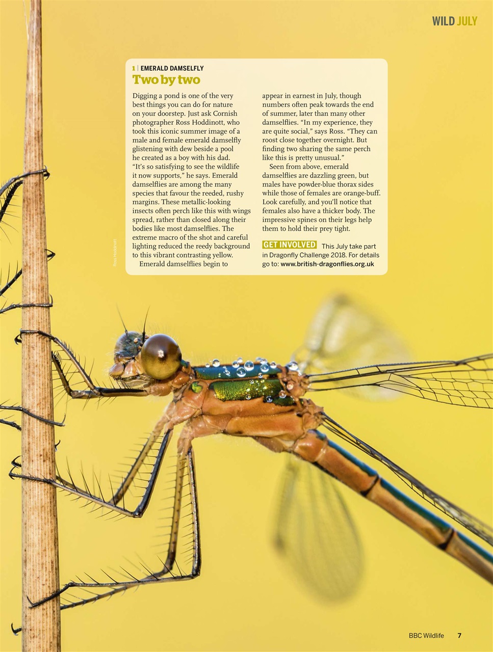 BBC Wildlife Magazine Preview Pages