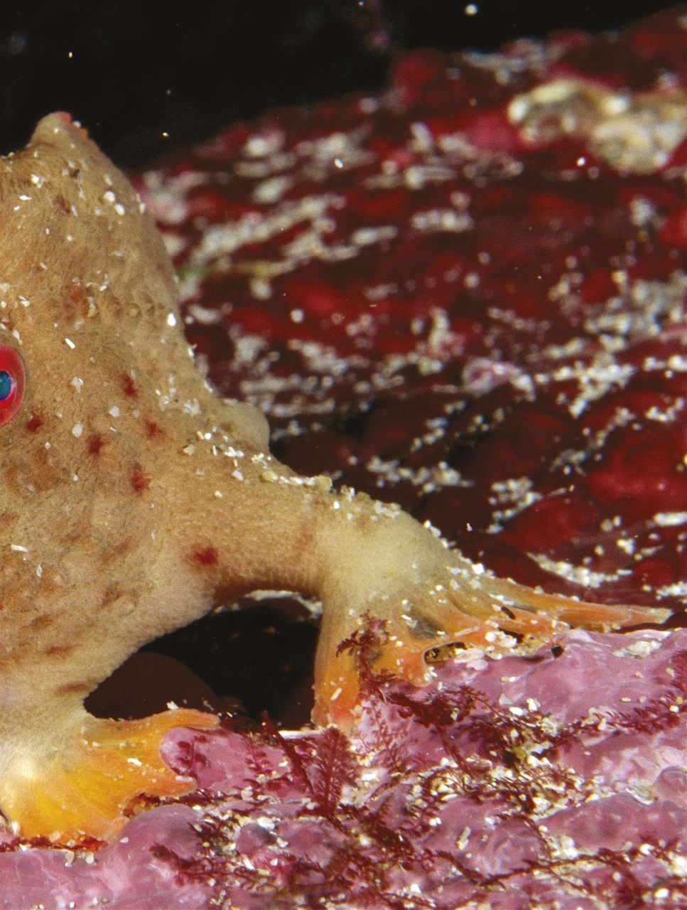 BBC Science Focus Magazine Preview Pages