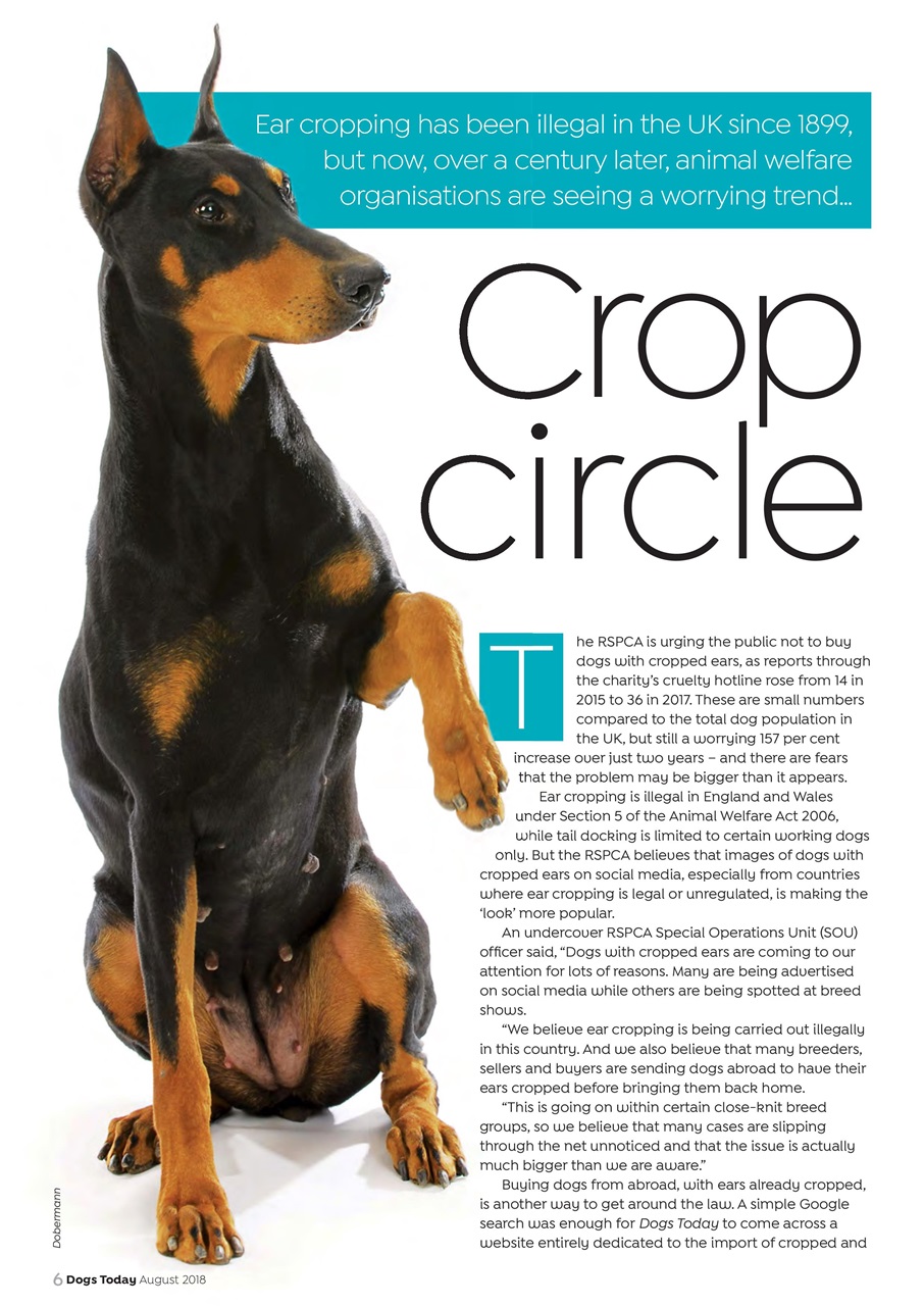 Dogs Today Magazine Preview Pages
