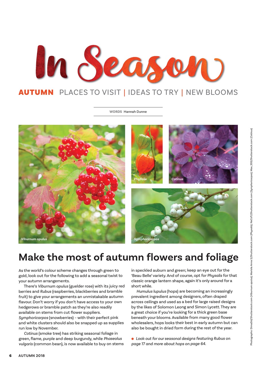 The Flower Arranger Preview Pages
