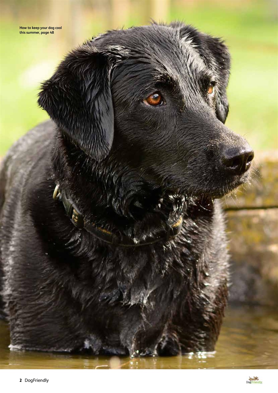 Dog Friendly Preview Pages