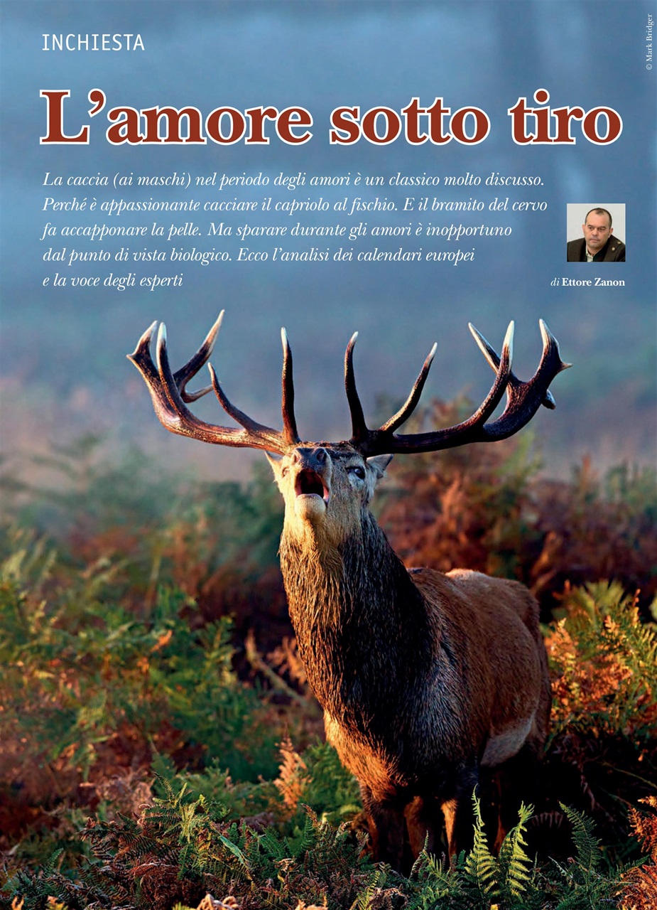 Caccia Magazine Preview Pages