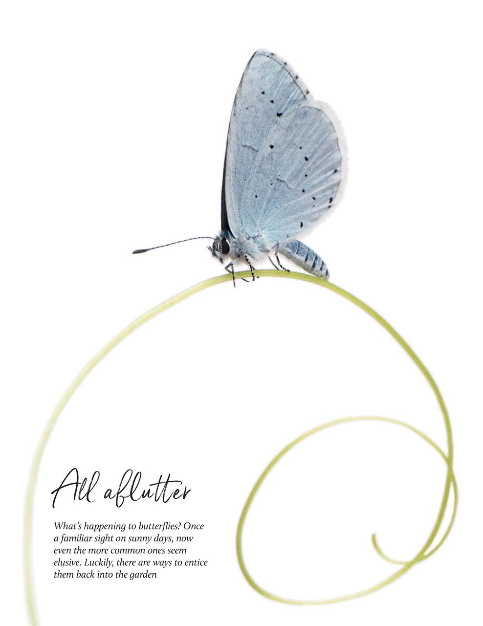 Breathe Preview Pages