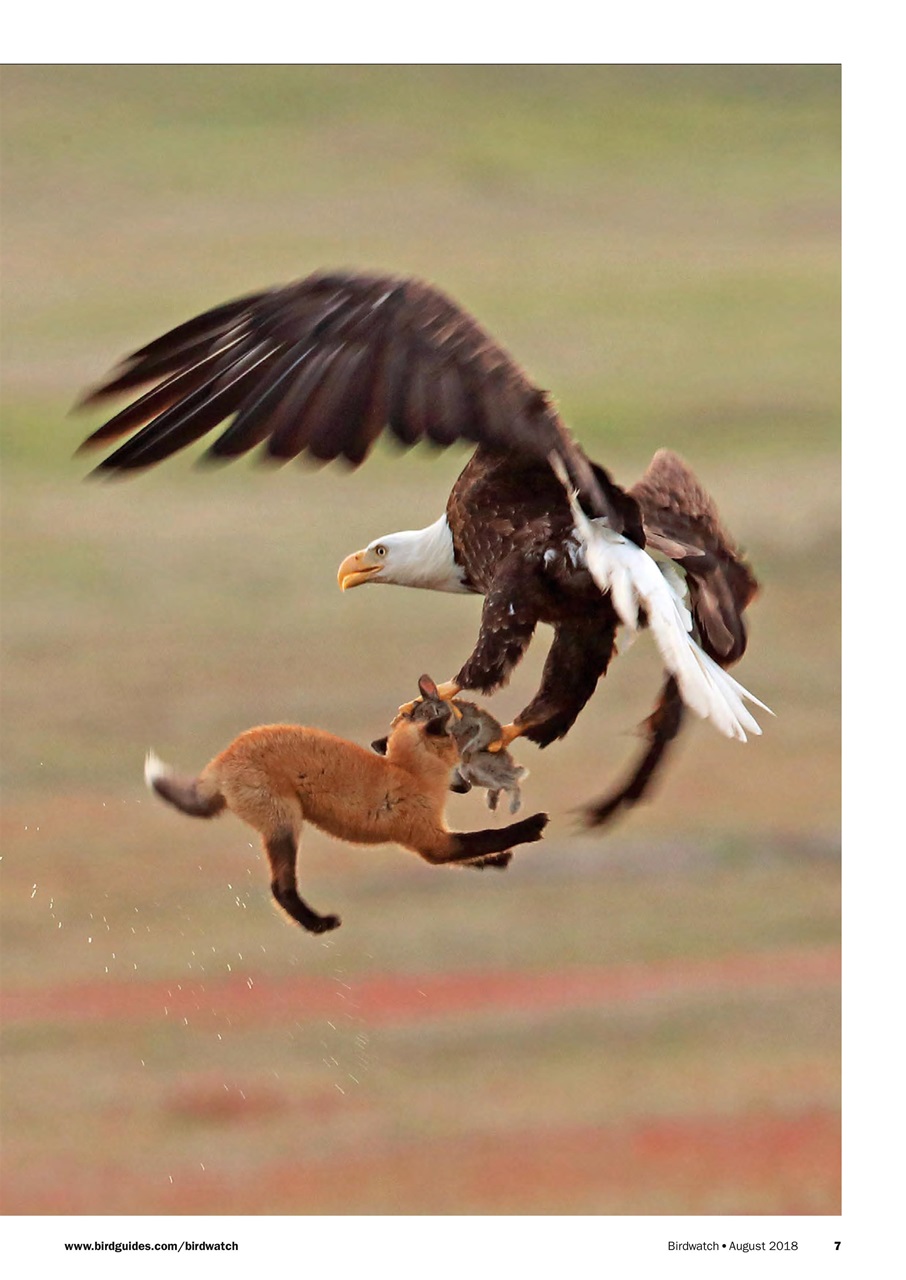 Birdwatch Magazine Preview Pages