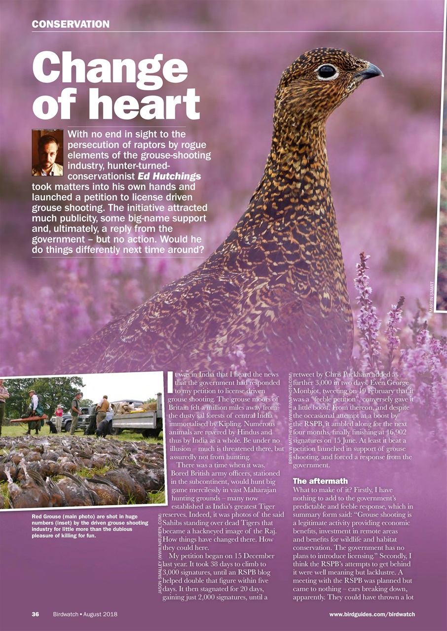 Birdwatch Magazine Preview Pages