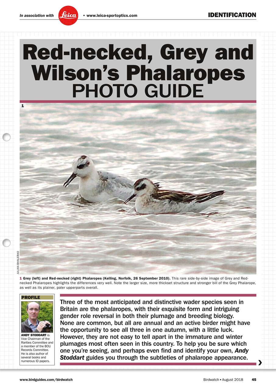 Birdwatch Magazine Preview Pages
