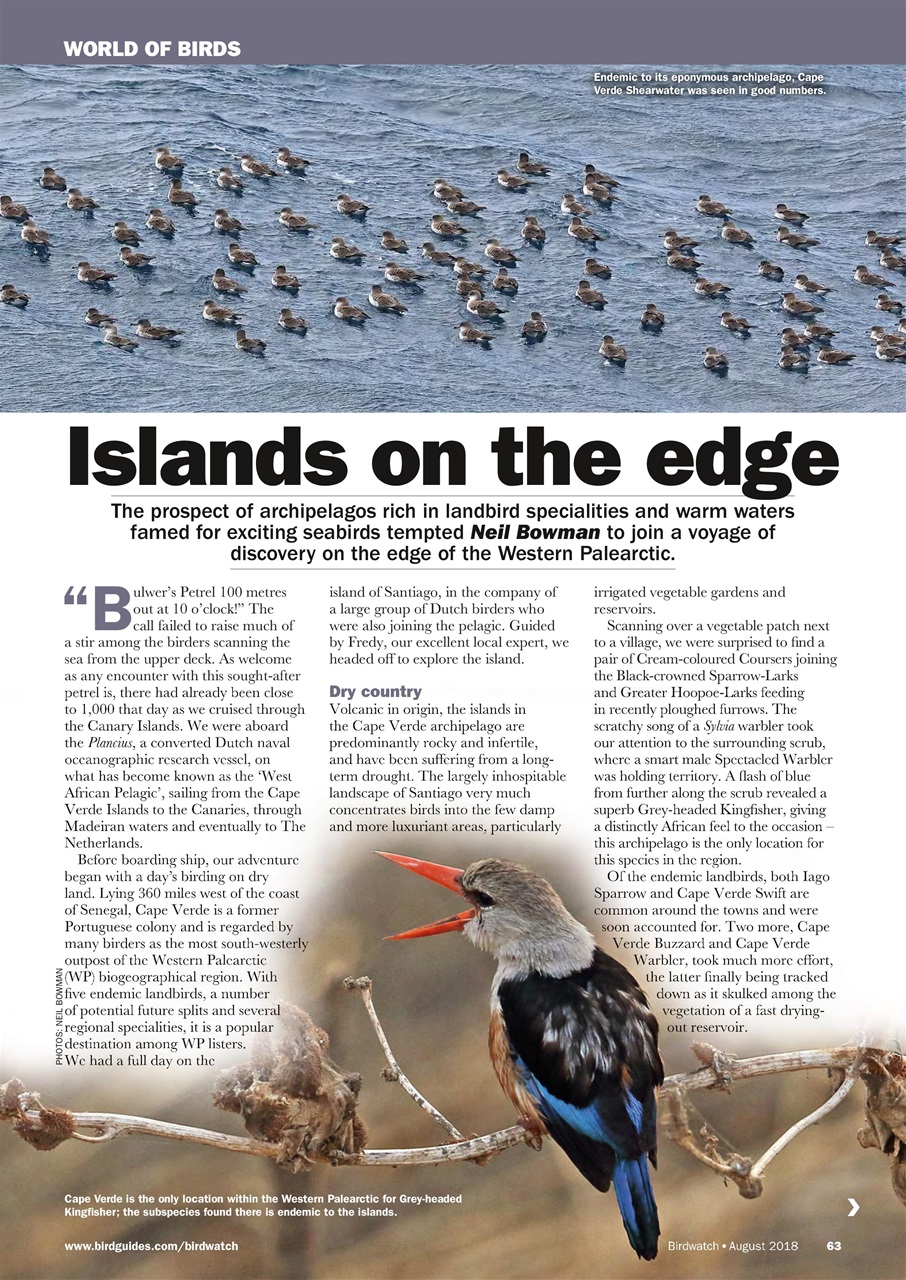 Birdwatch Magazine Preview Pages