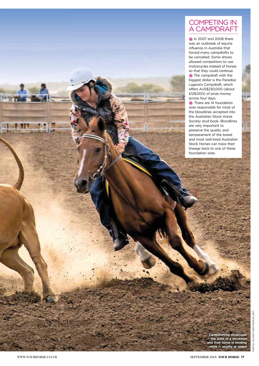 Your Horse Preview Pages
