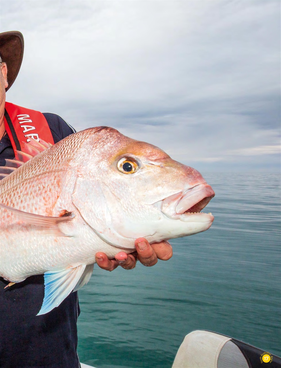 South Australian Angler Preview Pages