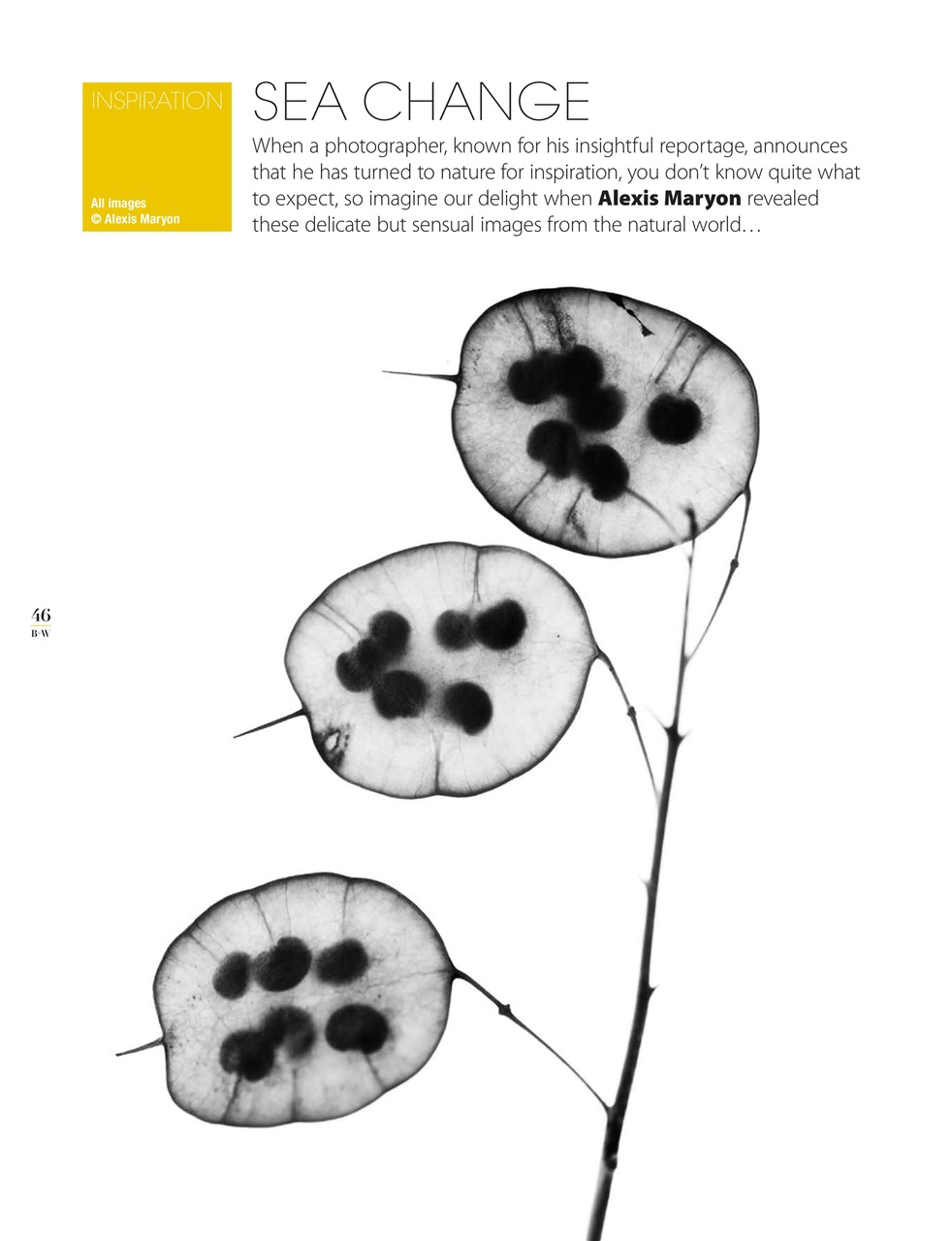 Black+White Photography Preview Pages