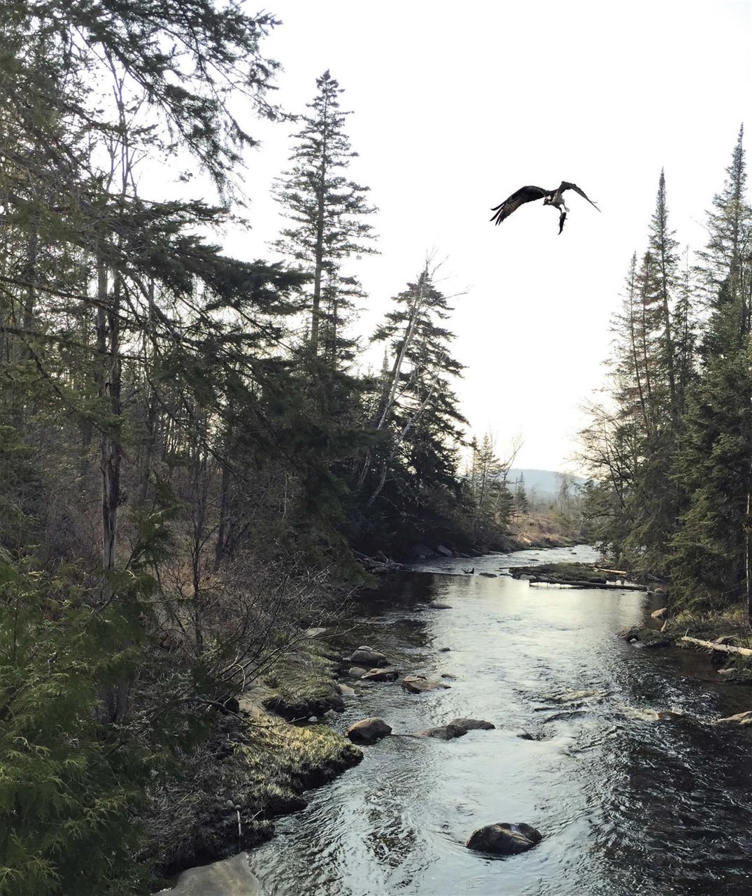 American Outdoor Guide: Boundless Preview Pages