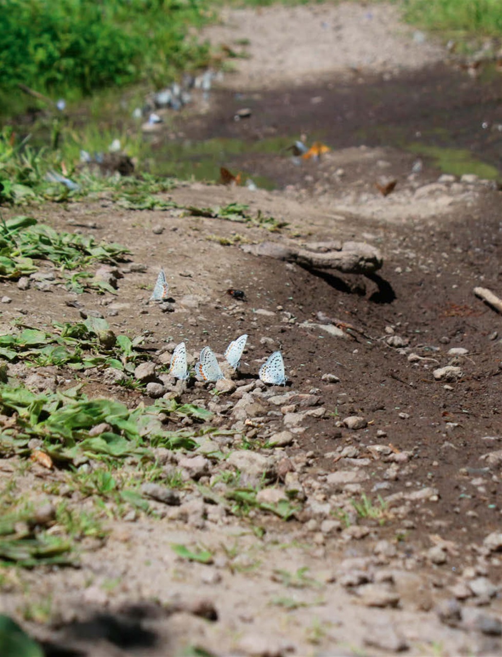 Singletrack Preview Pages