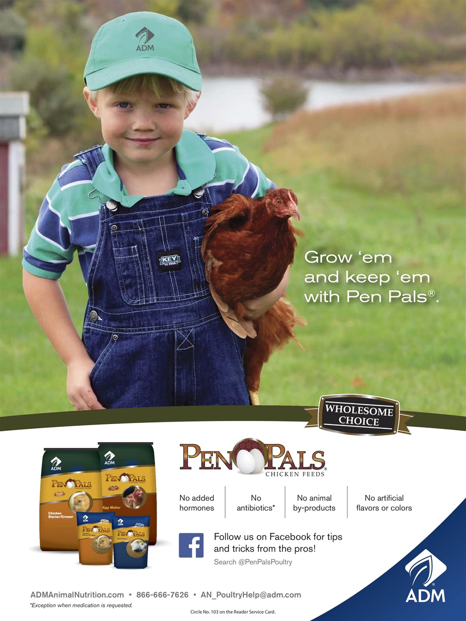 Chickens Magazine Preview Pages